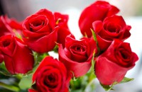 Rosas